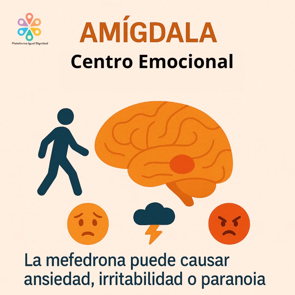 Centro emocional Amígdala Mefedrona